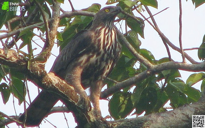 Crested Hawk-Eagle